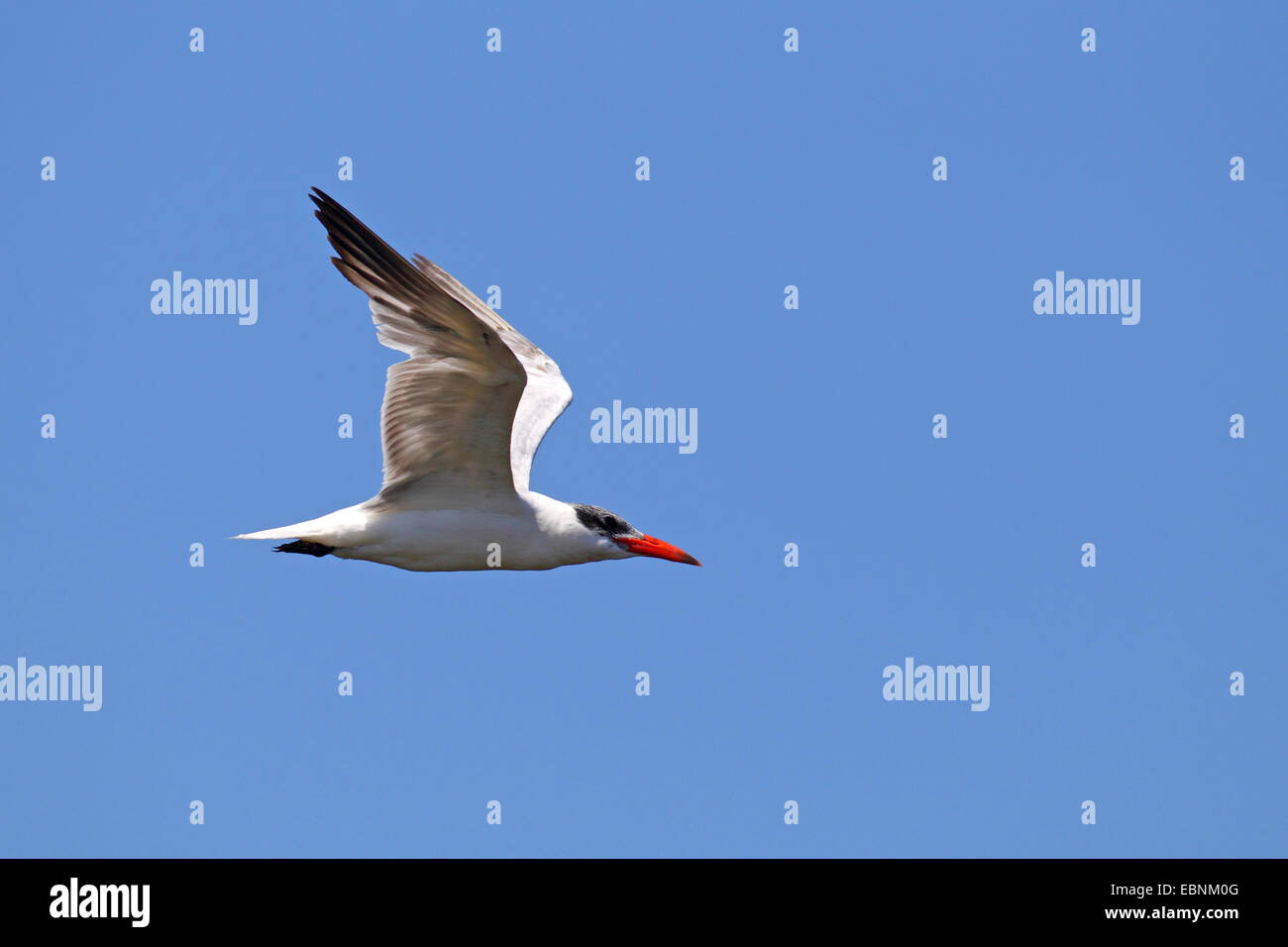 caspian tern (Hydroprogne caspia, Sterna caspia), flying bird, USA, Florida Stock Photo