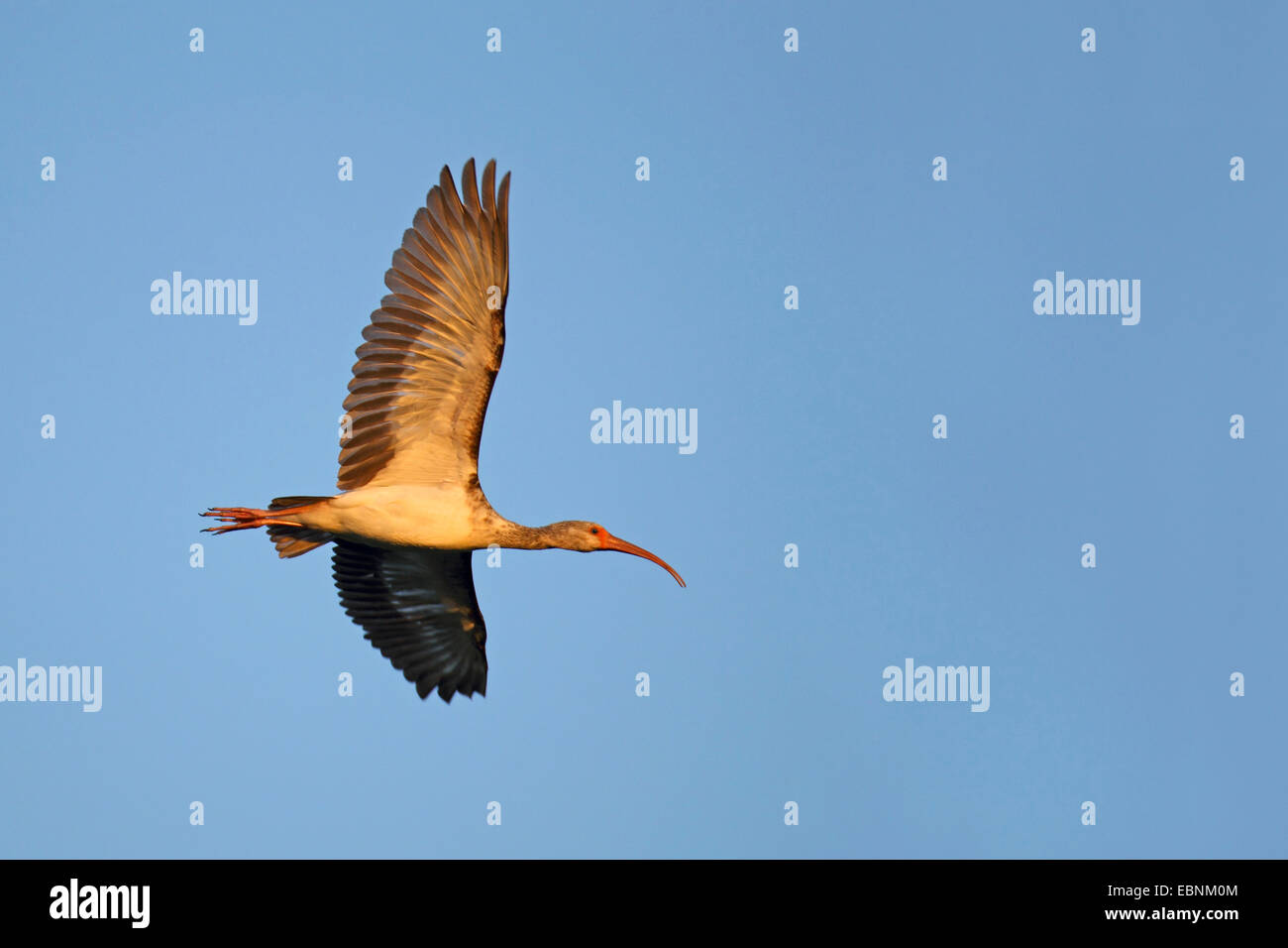 white ibis (Eudocimus albus), immature bird flying, USA, Florida Stock Photo