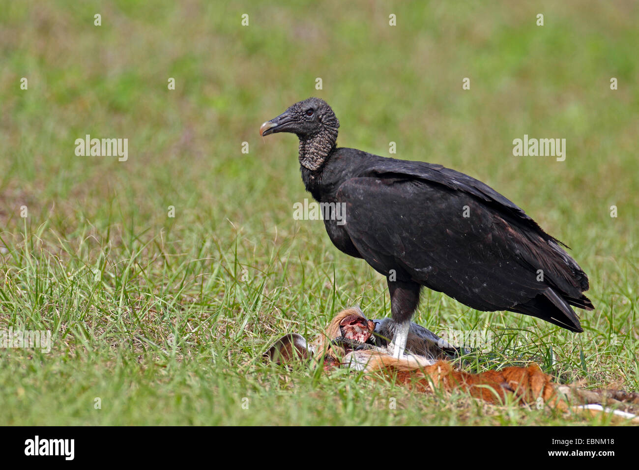 American black vulture (Coragyps atratus), sits at a dead deer, USA, Florida Stock Photo