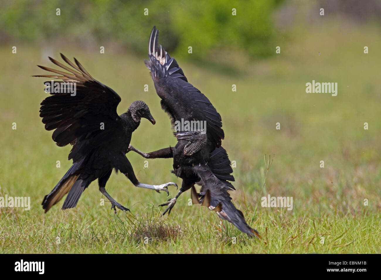 American black vulture (Coragyps atratus), two fighting vultures, USA, Florida Stock Photo