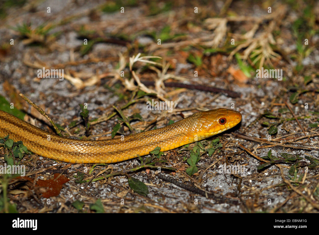 Western rat snake, Texas ratsnake, Black rat snake, Pilot black snake, Simply black snake (Elaphe obsoleta, Pantherophis obsoletus), creeps on the ground, USA, Florida Stock Photo