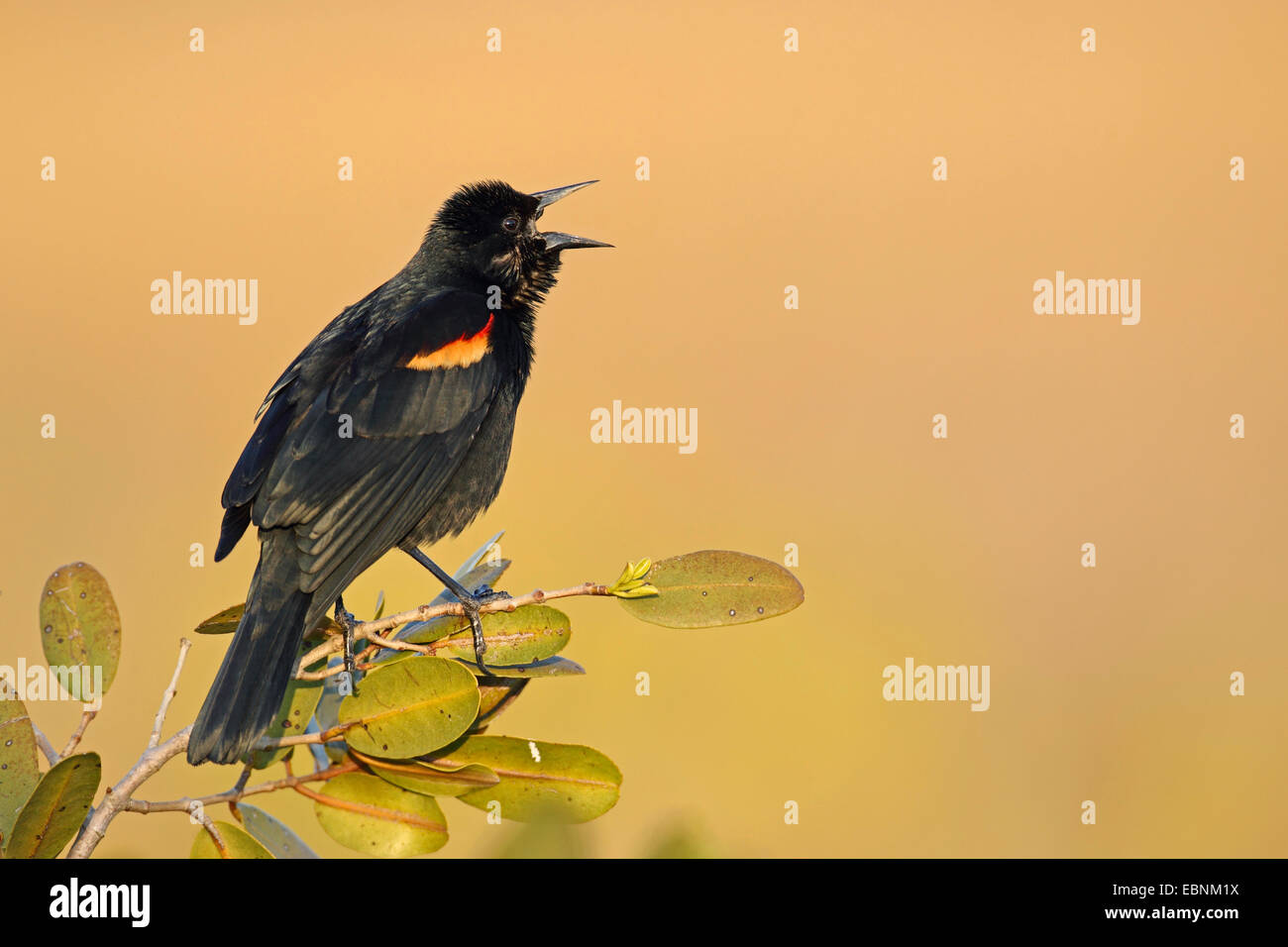 red-winged blackbird (Agelaius phoeniceus), singing male on a mangrove branch, USA, Florida Stock Photo