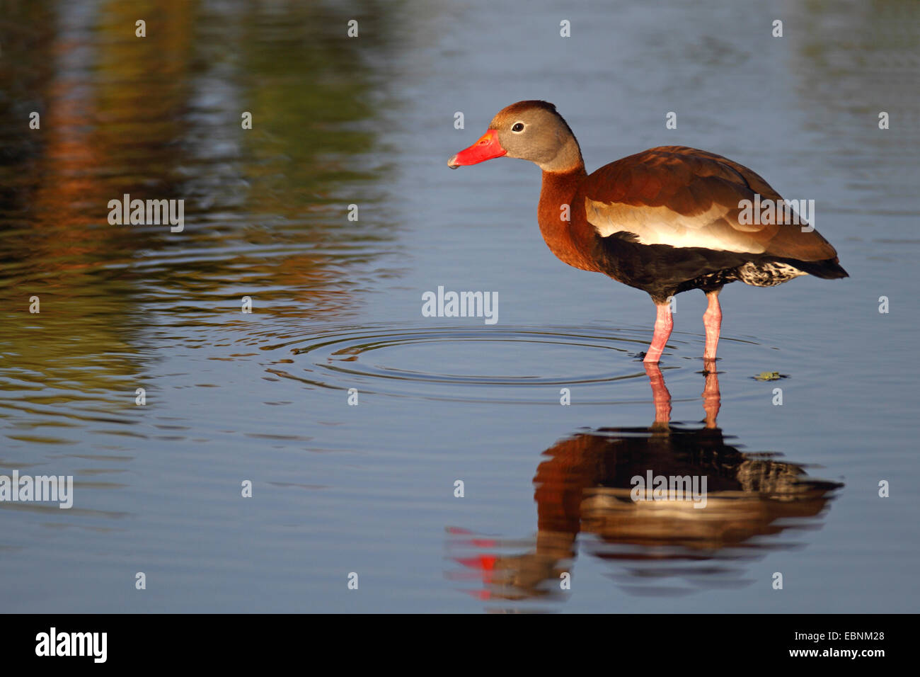 Red billed stock photography and images - Alamy