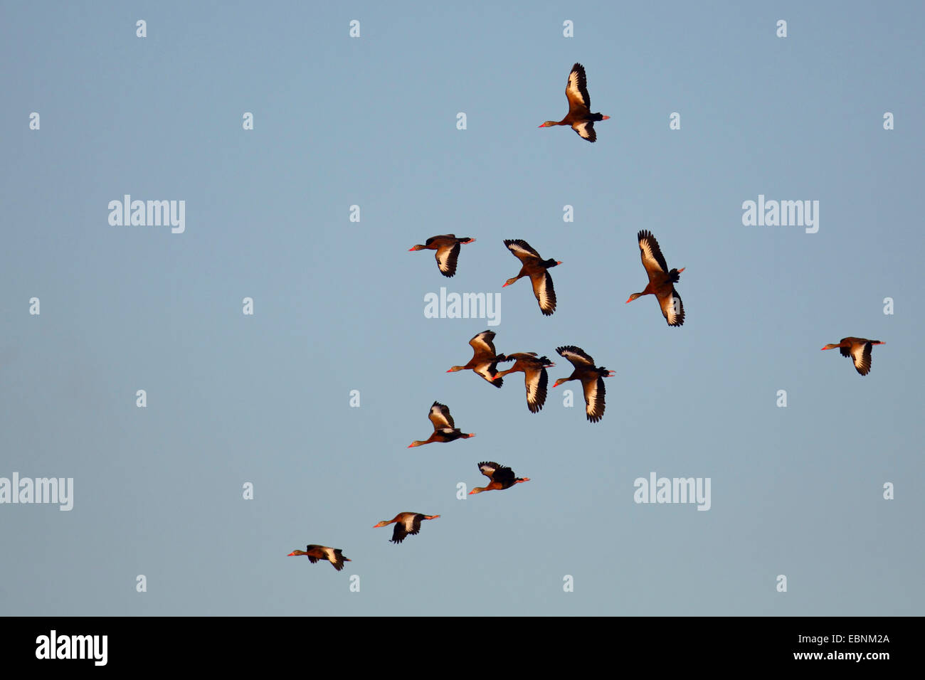 red-billed whistling duck (Dendrocygna autumnalis), flying flock, USA, Florida Stock Photo