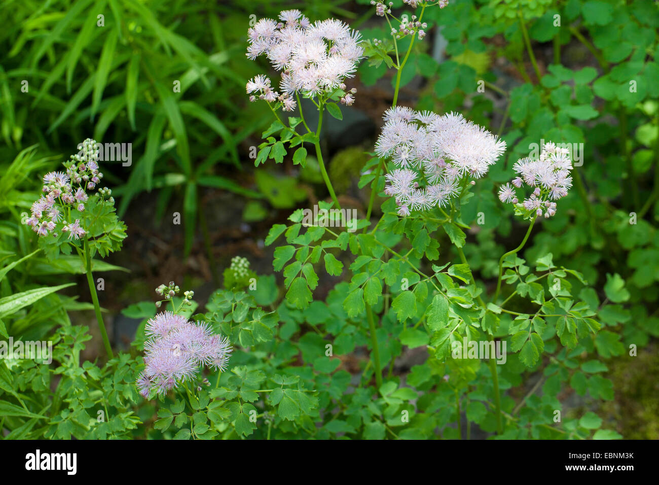 Greater meadow-rue, Columbine meadow-rue, French meadow-rue (Thalictrum aquilegiifolium), blooming, Germany Stock Photo