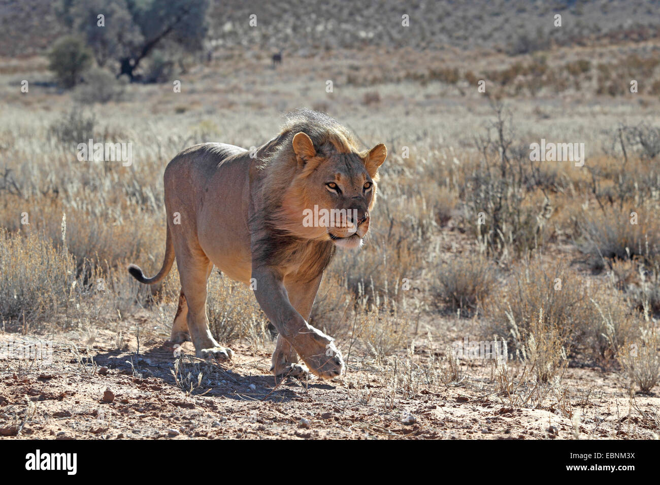 lion (Panthera leo), male walks in semi-desert, South Africa, Kgalagadi Transfrontier National Park Stock Photo