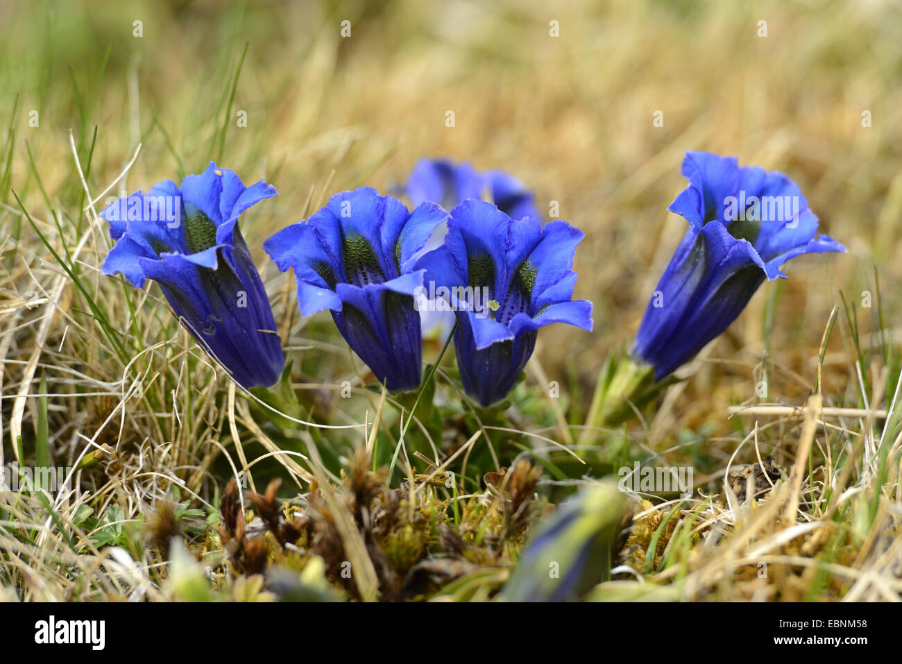 Gentiana clusii (Gentiana clusii), blooming, Austria, Styria Stock Photo