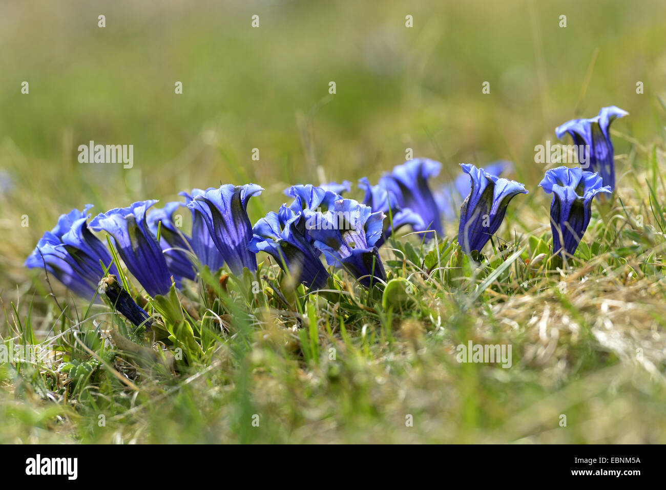 Gentiana clusii (Gentiana clusii), blooming, Austria, Styria Stock Photo