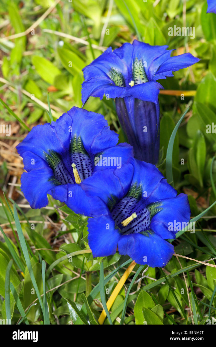 trumpet gentian (Gentiana acaulis), blooming Stock Photo Alamy