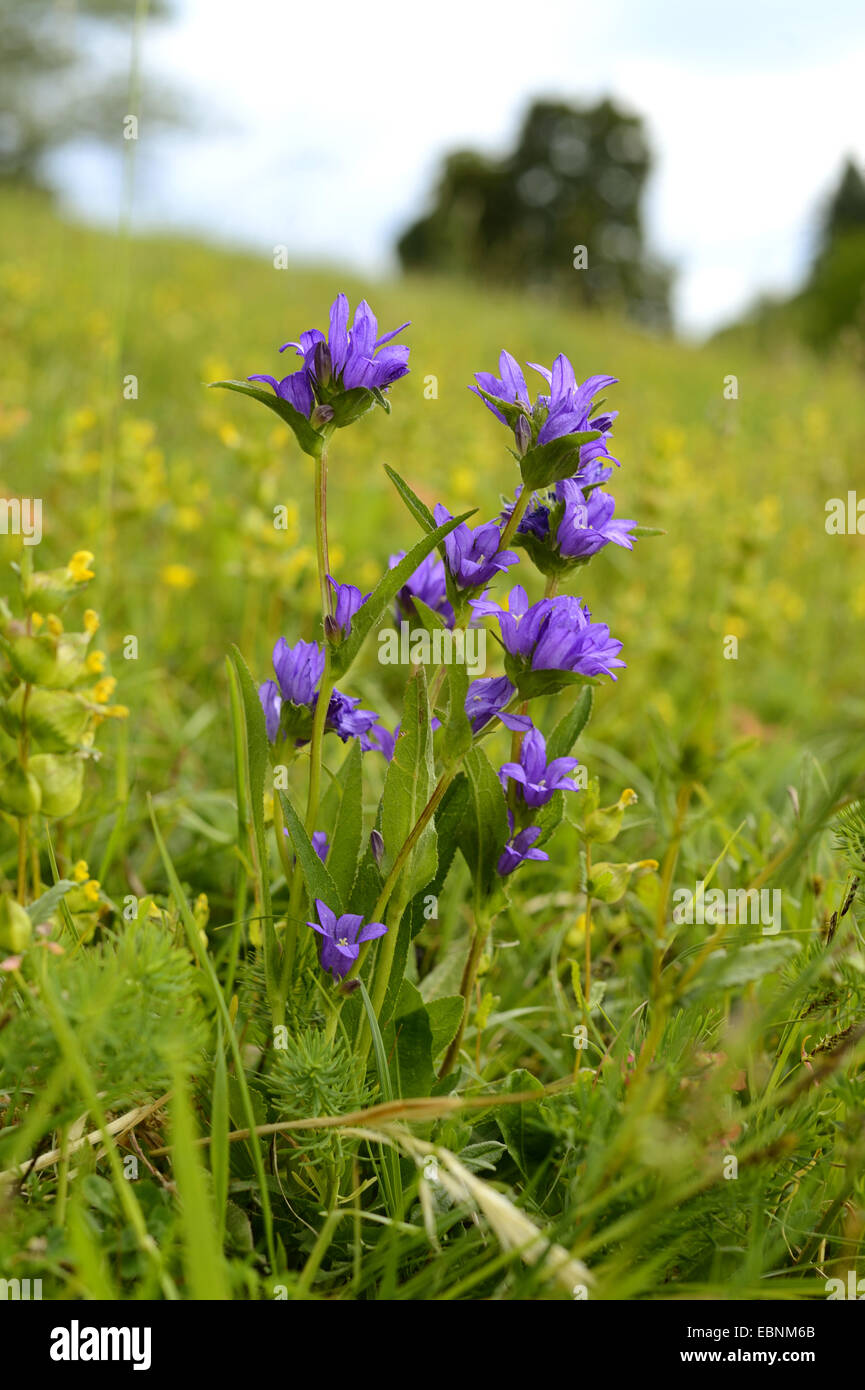 Clustered bellflower, Dane's-blood (Campanula glomerata), blooming in a meadow, Germany, Bavaria, Oberpfalz Stock Photo