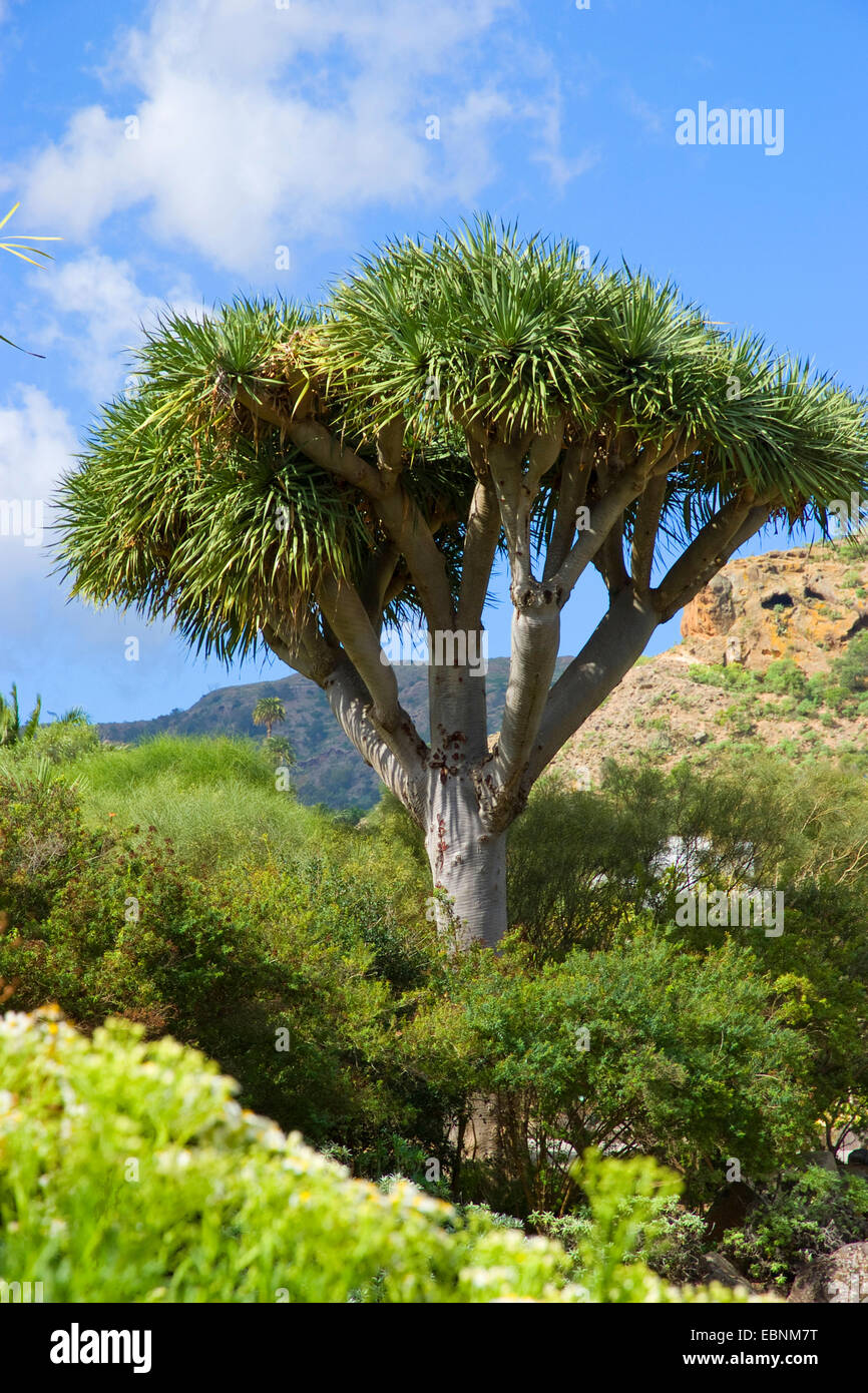 Tear Dragon's blood, Draegon Tree, Canary Islands Dragon Tree, Drago  (Dracaena draco), Canary Islands, Gran Canaria Stock Photo