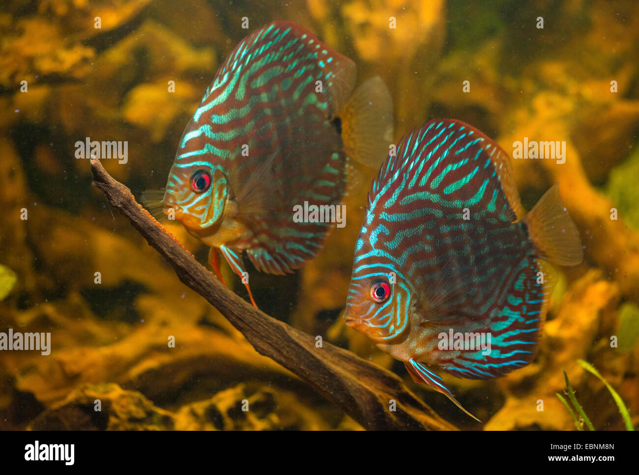 green discus (Symphysodon aequifasciata aequifasciata), pair caring of their eggs on a root Stock Photo