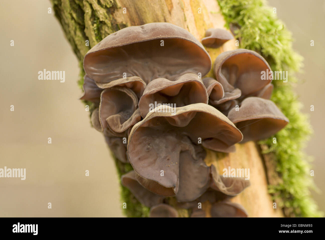 jelly ear (Auricularia auricula-judae, Hirneola auricula-judae), fruiting bodies at tree trunk, Germany Stock Photo