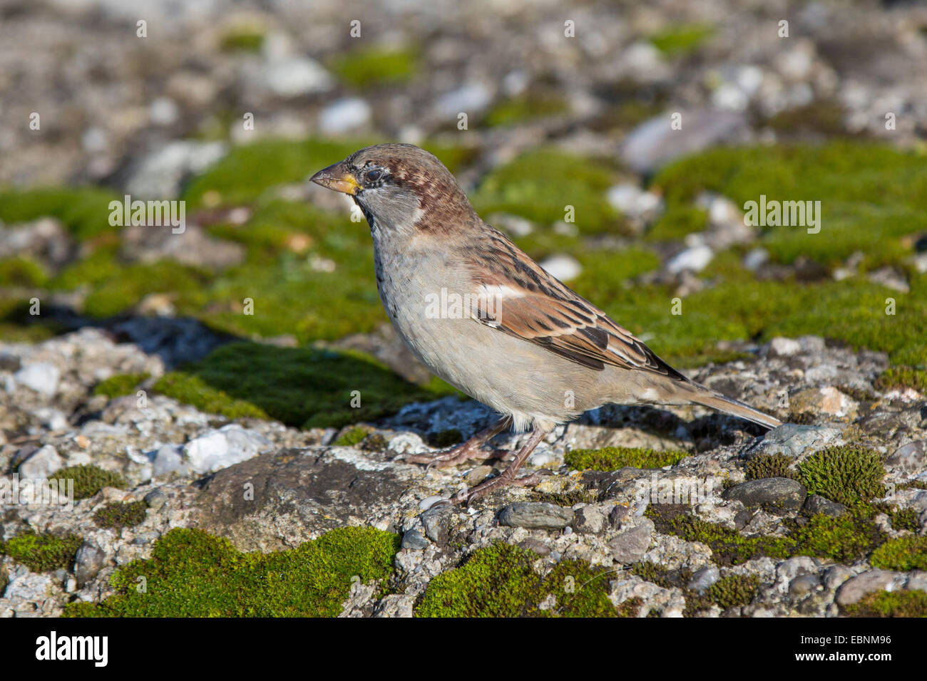 house sparrow (Passer domesticus), male in molt, Germany, Bavaria, Lake Chiemsee Stock Photo