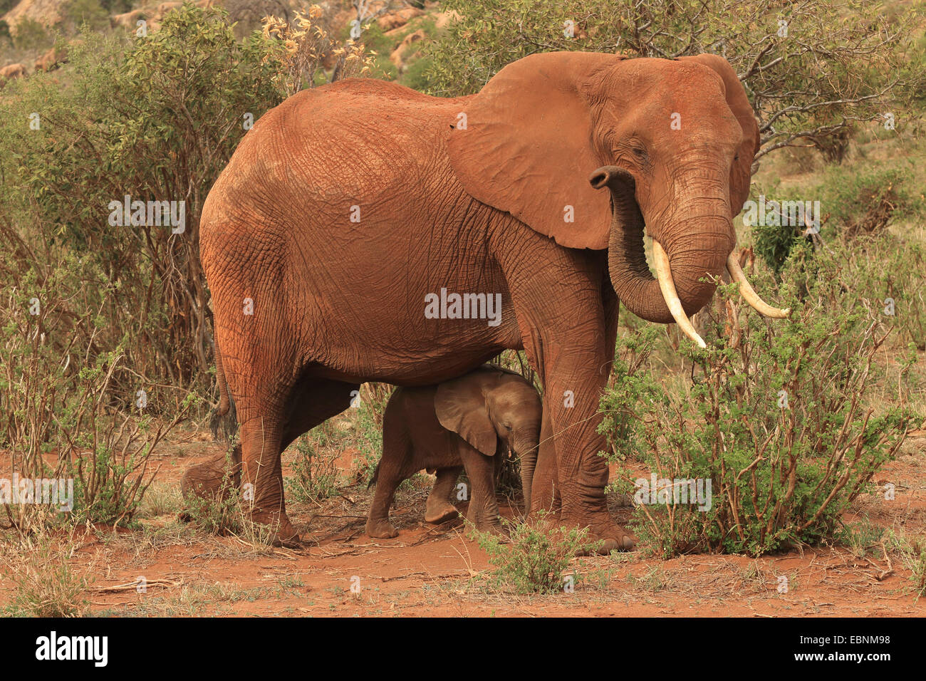 African elephant (Loxodonta africana), female with baby elephant, Kenya, Tsavo East National Park Stock Photo