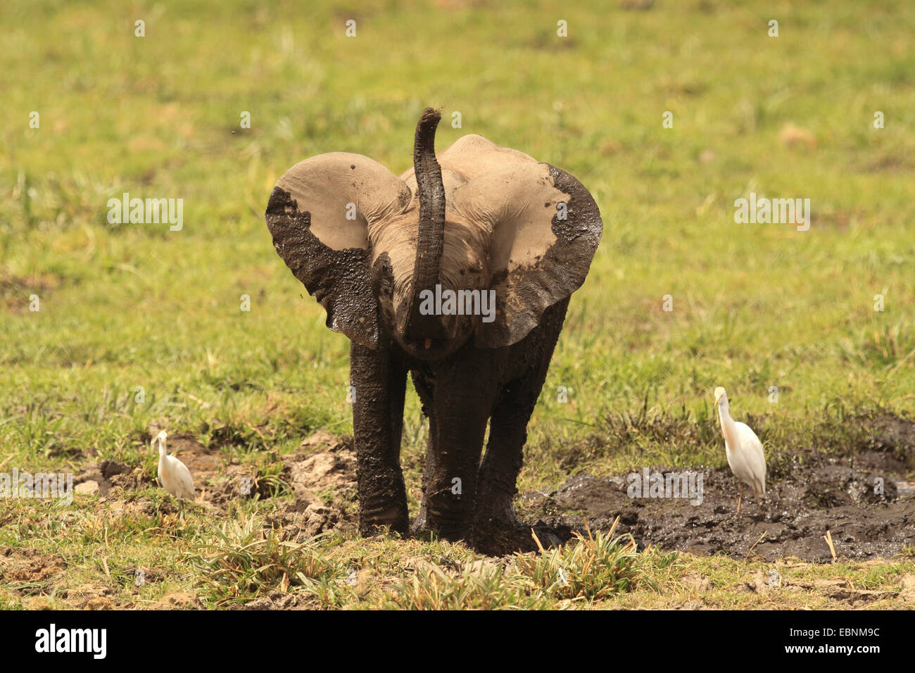 African elephant (Loxodonta africana), after mud bath, Kenya, Amboseli National Park Stock Photo
