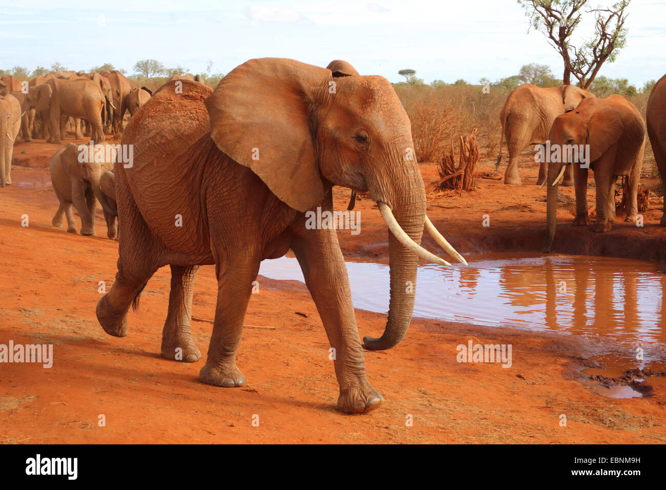 African elephant (Loxodonta africana), herd of elephants at waterhole, Kenya, Tsavo East National Park Stock Photo
