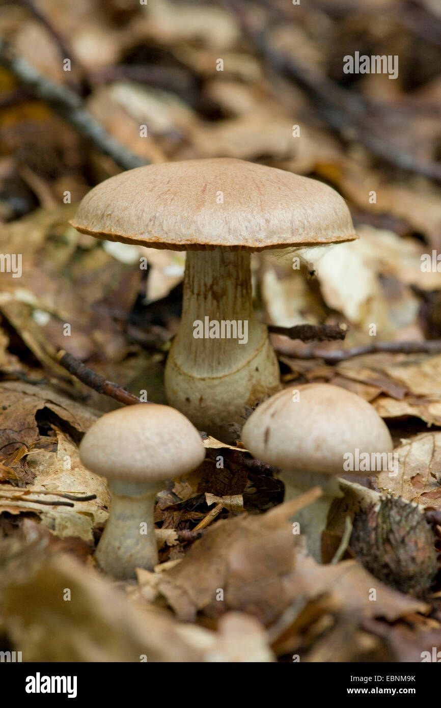 Stocking Webcap (Cortinarius torvus), three fruiting bodies on forest floor, Germany Stock Photo
