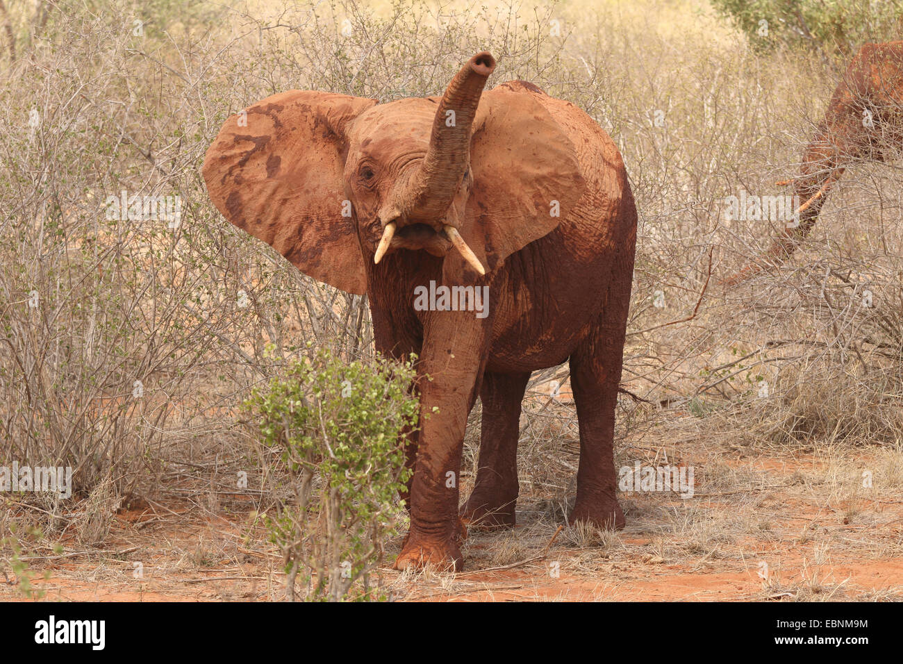 African elephant (Loxodonta africana), elephant calf, Kenya, Tsavo East National Park Stock Photo