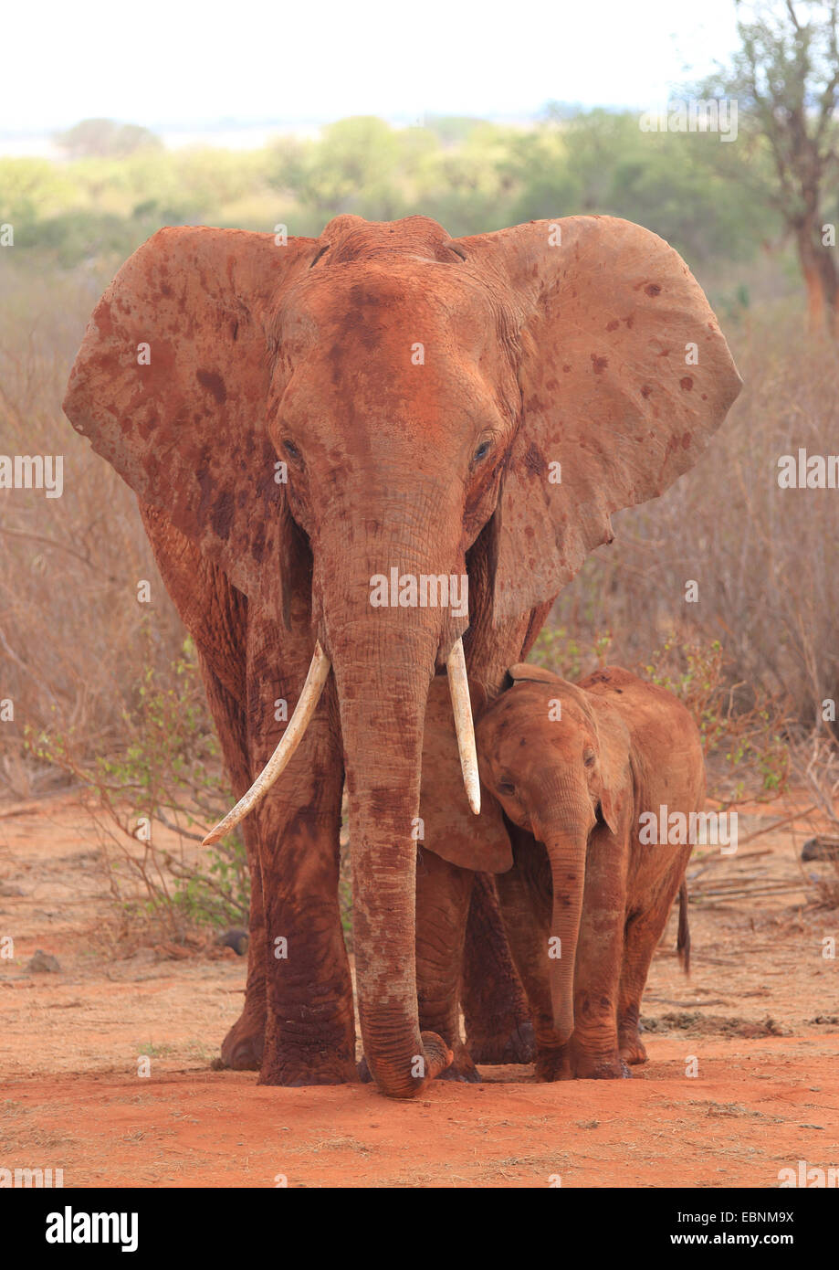 African elephant (Loxodonta africana), female with baby elephant , Kenya, Tsavo East National Park Stock Photo