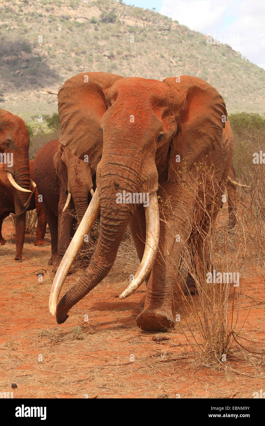 African elephant (Loxodonta africana), old and agressive bull elephant, Kenya, Tsavo East National Park Stock Photo