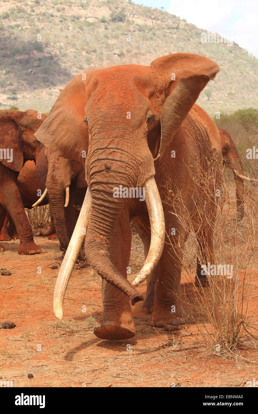 African elephant (Loxodonta africana), old and aggressive bull elephant