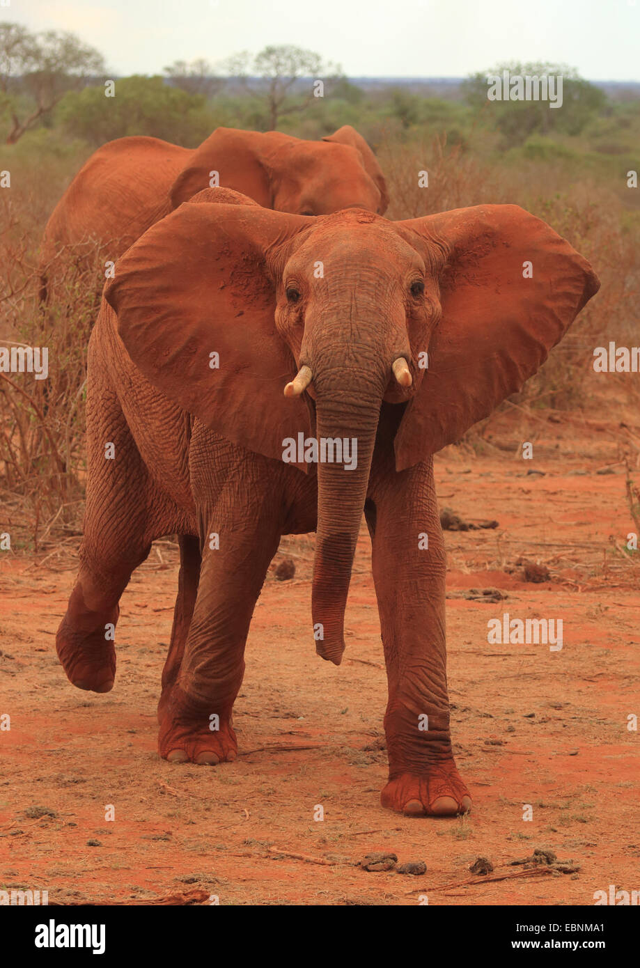 African elephant (Loxodonta africana), threatening juvenile elephant , Kenya, Tsavo East National Park Stock Photo