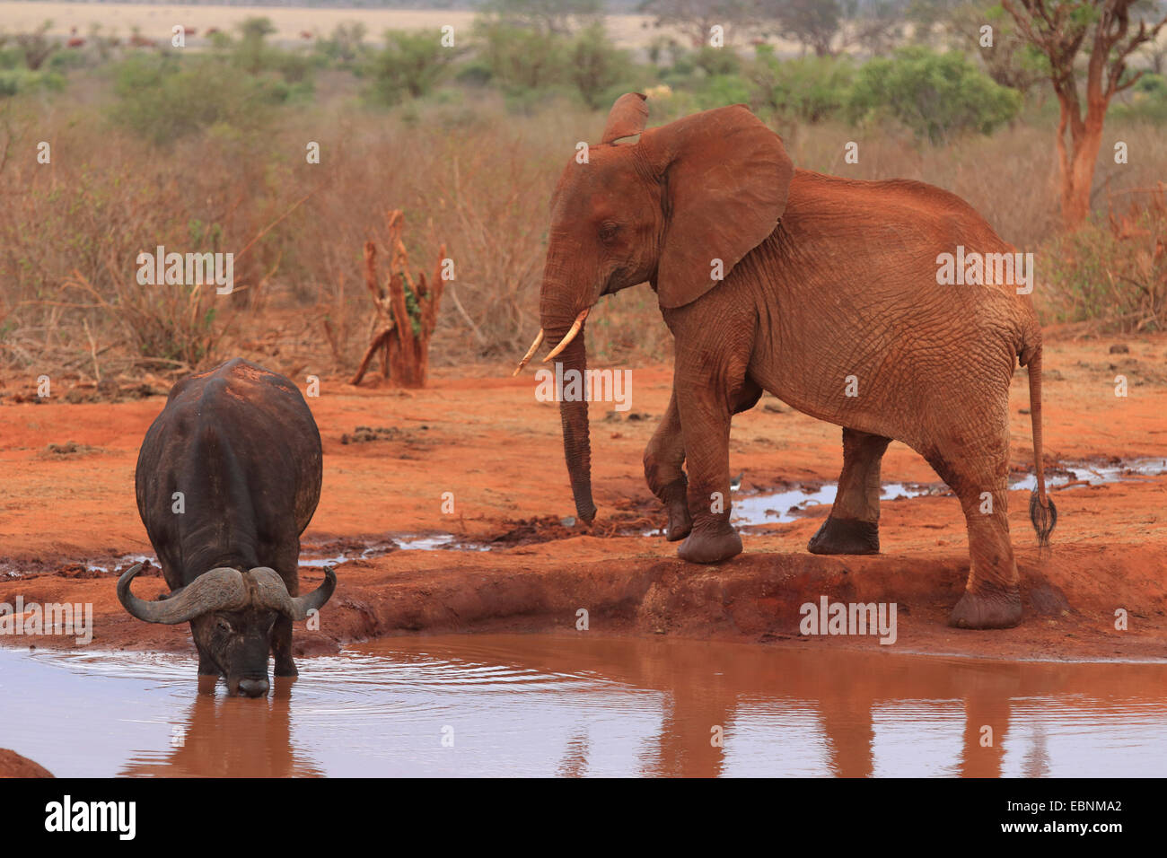 African elephant (Loxodonta africana), juvenile elephant and buffalo, Kenya, Tsavo East National Park Stock Photo