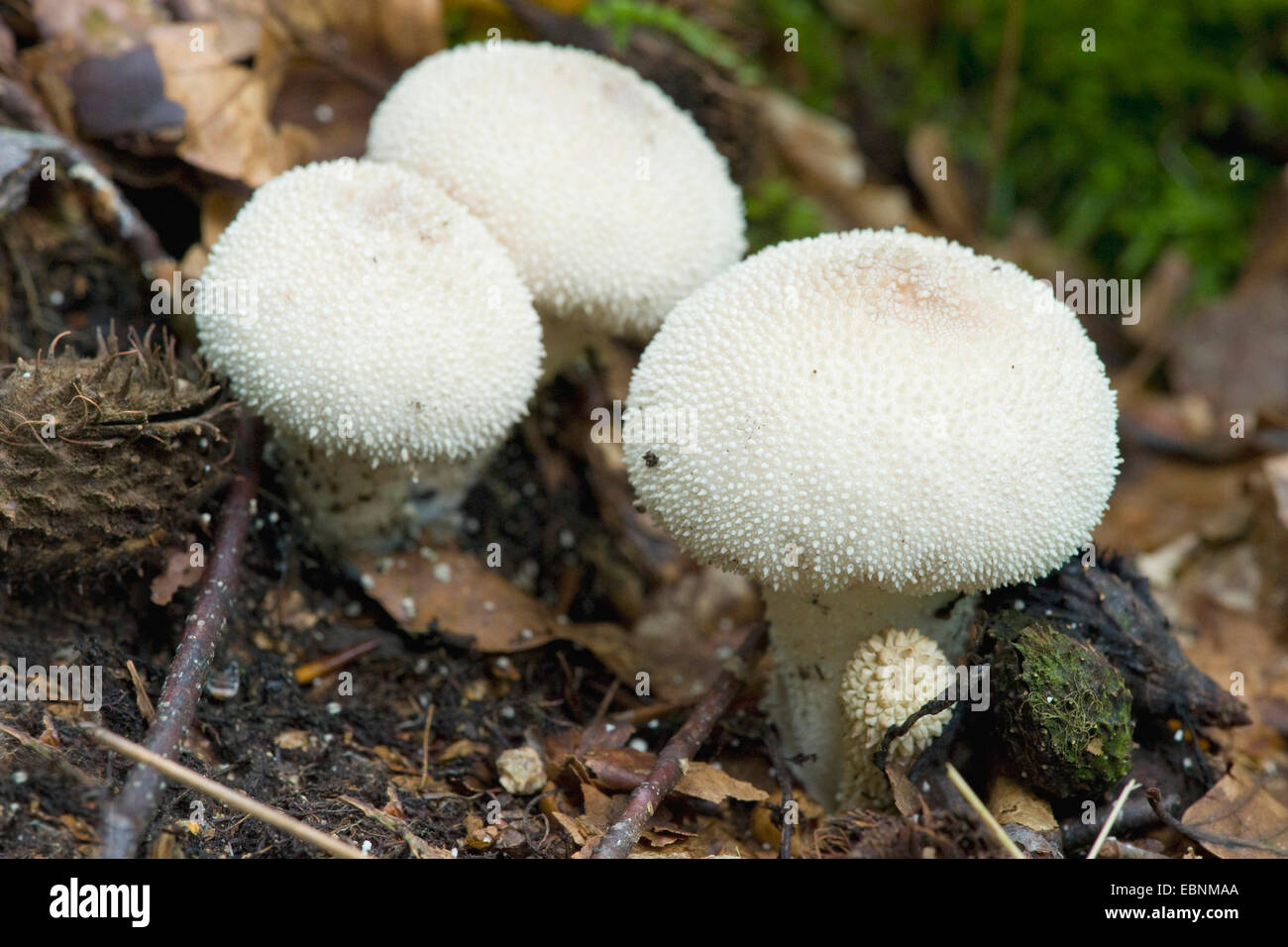 pestle puffball (Calvatia excipuliformis, Calvatia saccata), three fruiting bodies on forest floor, Germany Stock Photo