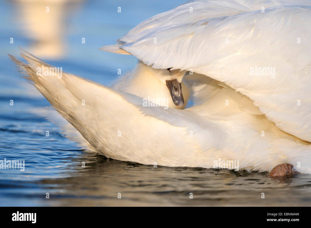 mute swan (Cygnus olor), chick resting on an adult bird's tail, Germany, Baden-Wuerttemberg Stock Photo