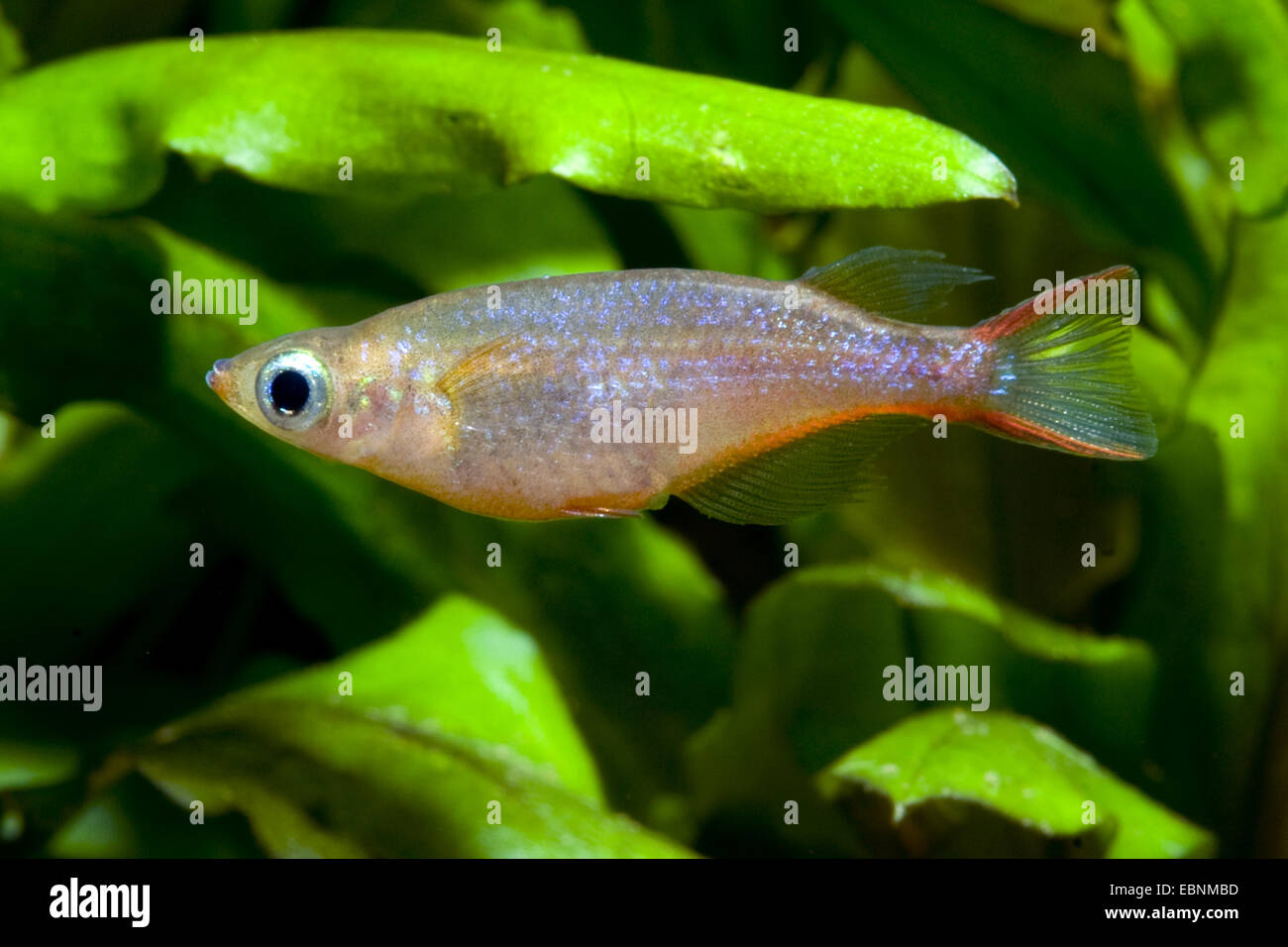 Neon Ricefish, Daisy's Ricefish (Oryzias woworae), female Stock Photo