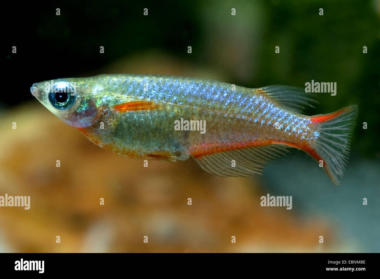 Neon Ricefish, Daisy's Ricefish (Oryzias woworae), swimming Stock Photo