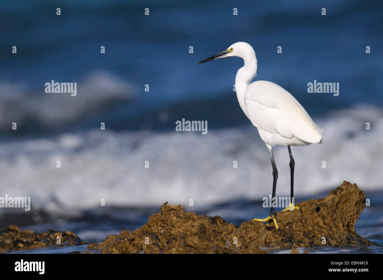 little egret (Egretta garzetta), standing on arock by the sea, Spain, Balearen, Majorca Stock Photo