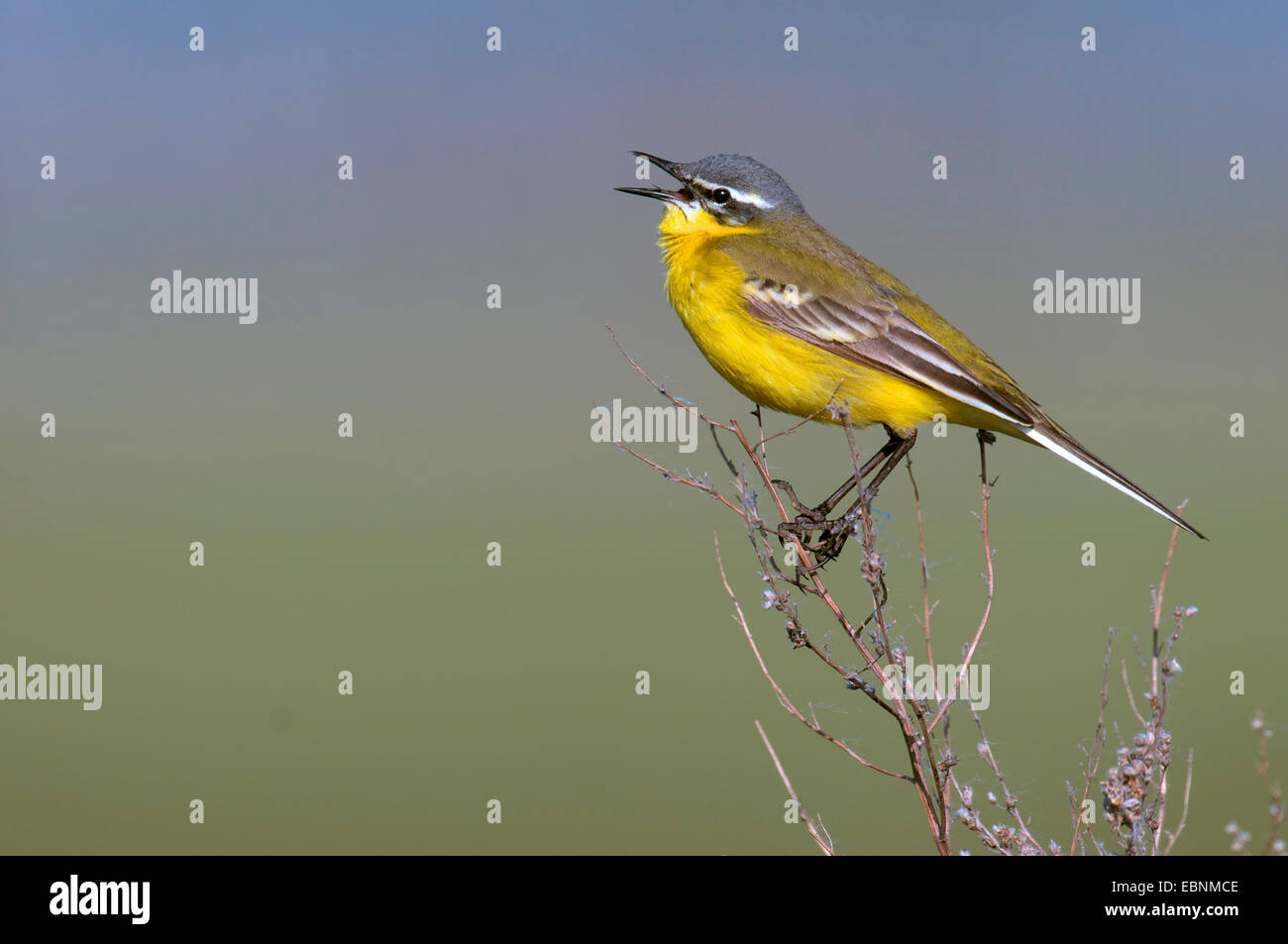 Yellow wagtail (Motacilla flava), sitting on a twing singing, Austria, Burgenland, Neusiedler See National Park Stock Photo