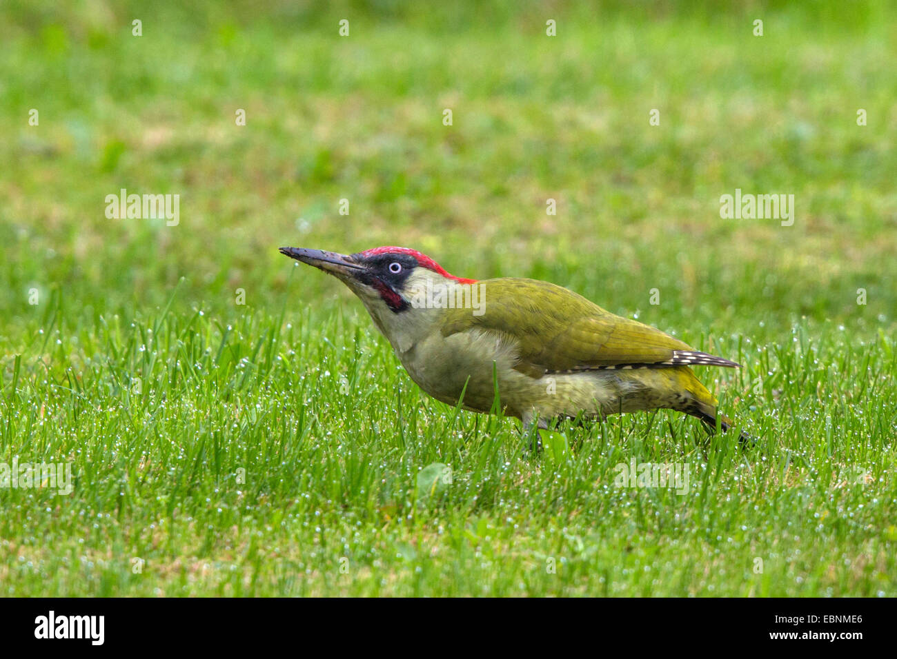 green woodpecker (Picus viridis), looking for ants in a meadow wet of dew, bird of the year 2014, Germany, Bavaria, Isental Stock Photo