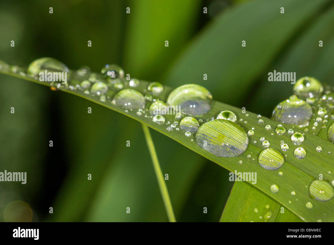 dew drops on a reed leaf, Germany, Bavaria Stock Photo
