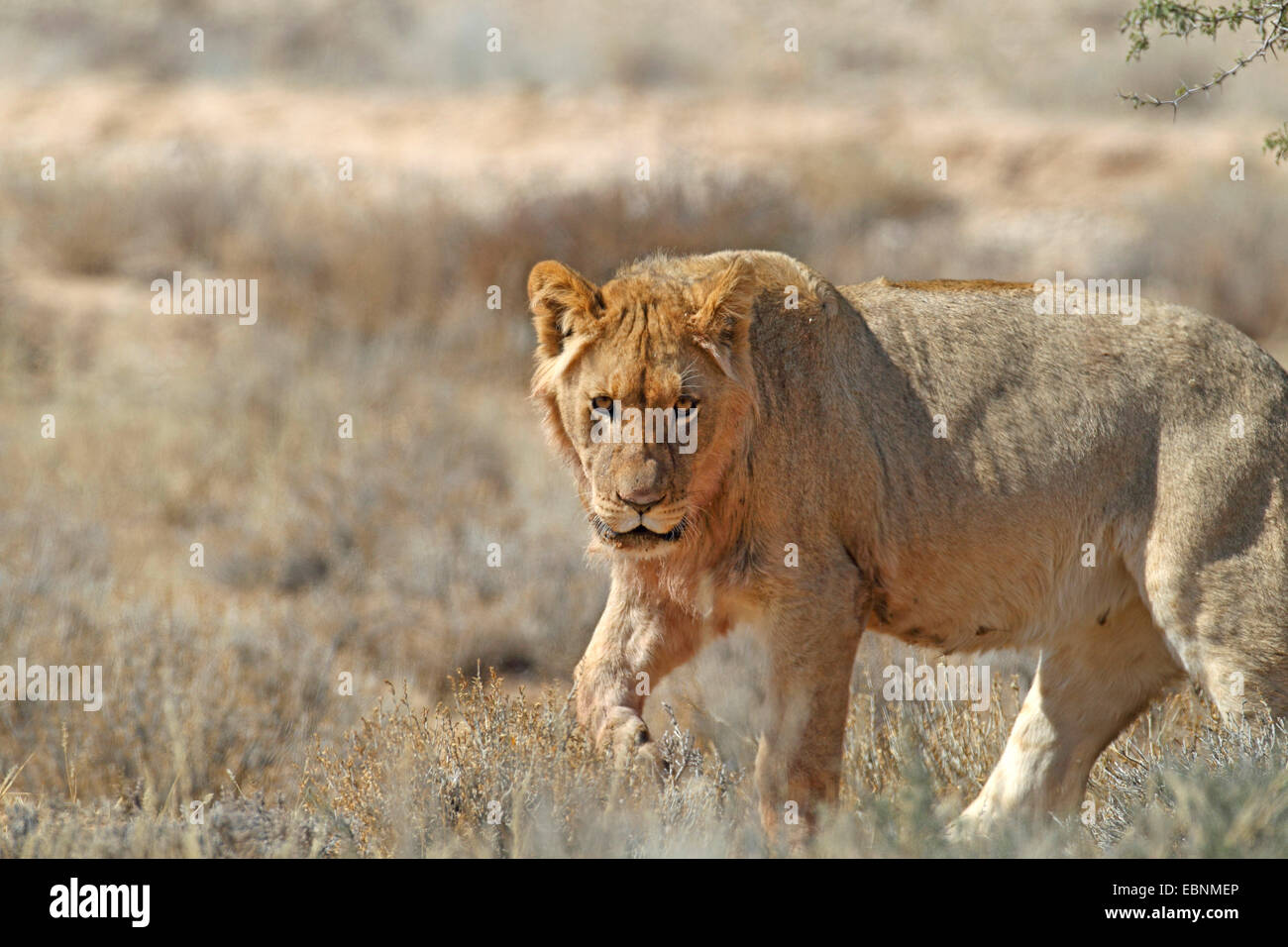 lion (Panthera leo), young male in a semi-desert, South Africa, Kgalagadi Transfrontier National Park Stock Photo