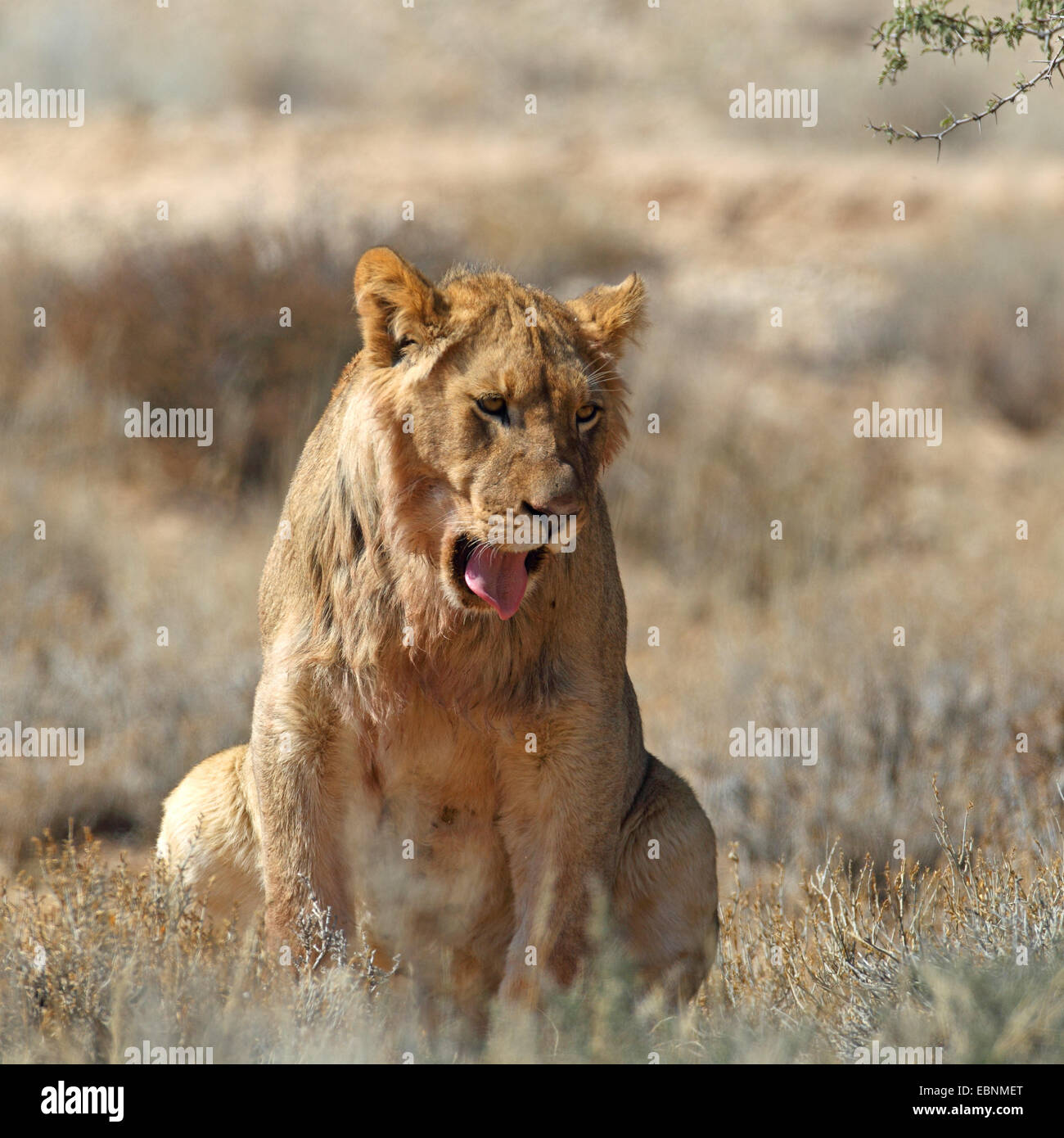lion (Panthera leo), young male sits and yawns, South Africa, Kgalagadi Transfrontier National Park Stock Photo