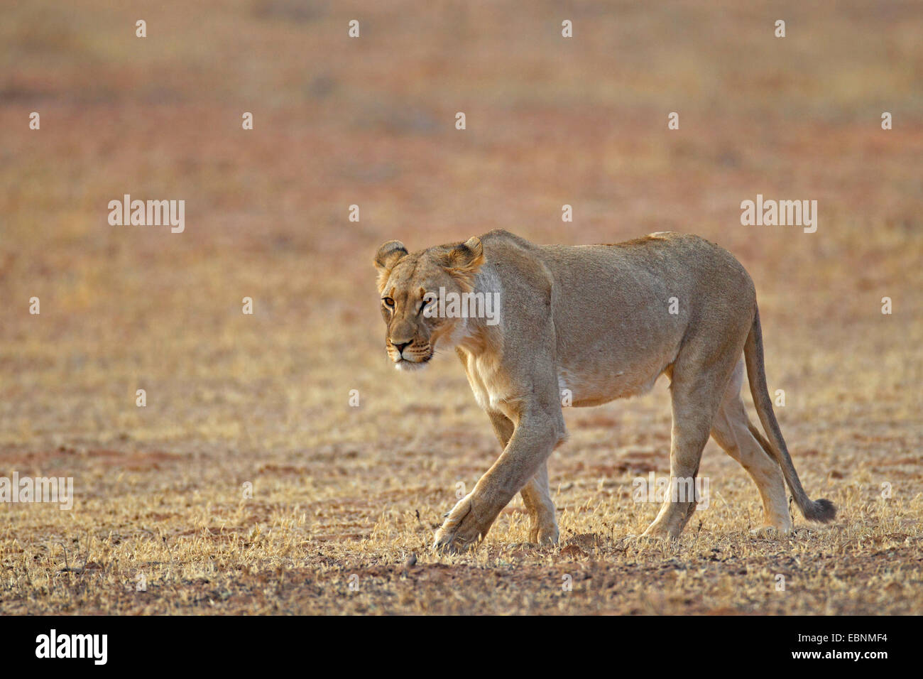 lion (Panthera leo), female walks in semi-desert, South Africa, Kgalagadi Transfrontier National Park Stock Photo