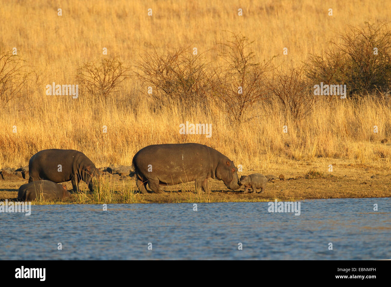 hippopotamus, hippo, Common hippopotamus (Hippopotamus amphibius), female with a small young at the lakeshore, South Africa, Pilanesberg National Park Stock Photo