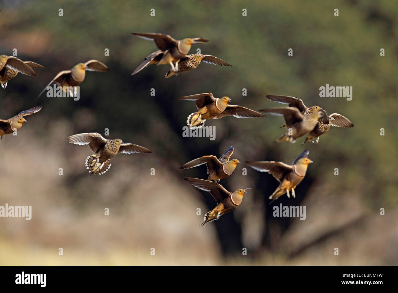 namaqua sandgrouse (Pterocles namaqua), flock touchs down at a waterhole, South Africa, Kgalagadi Transfrontier National Park Stock Photo