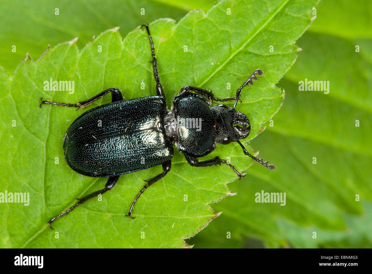 Platycerus cribatus, Blue Stag Beetle (Platycerus caraboides, Systenocerus cribatus, Platycerus  cribatus), on a leaf, Germany Stock Photo
