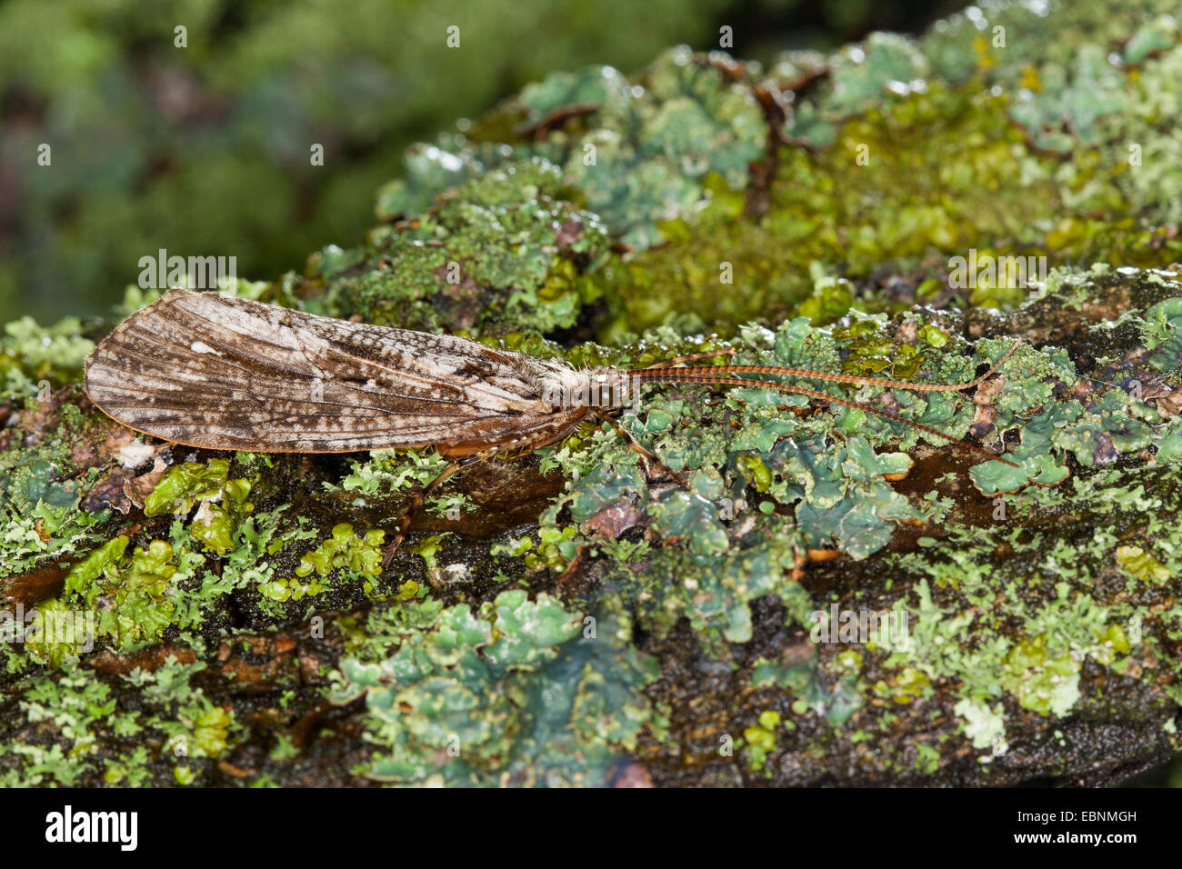 caddis flies (Phryganeidae), on a branch with lichens, Germany Stock Photo