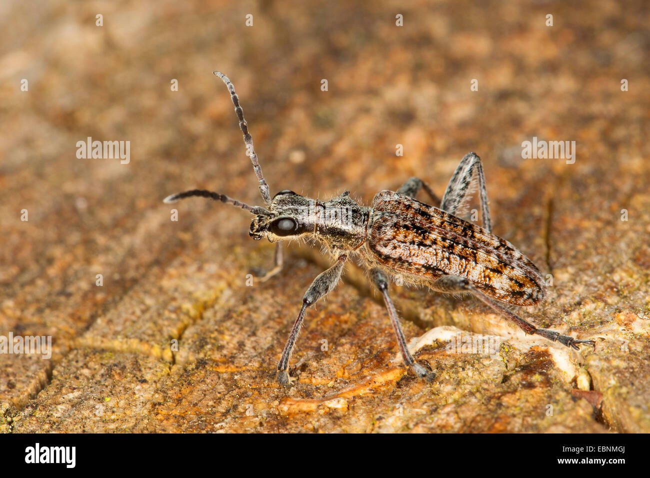 Ribbed pine borer, Ribbed pine-borer (Rhagium inquisitor), on deadwood, Germany Stock Photo