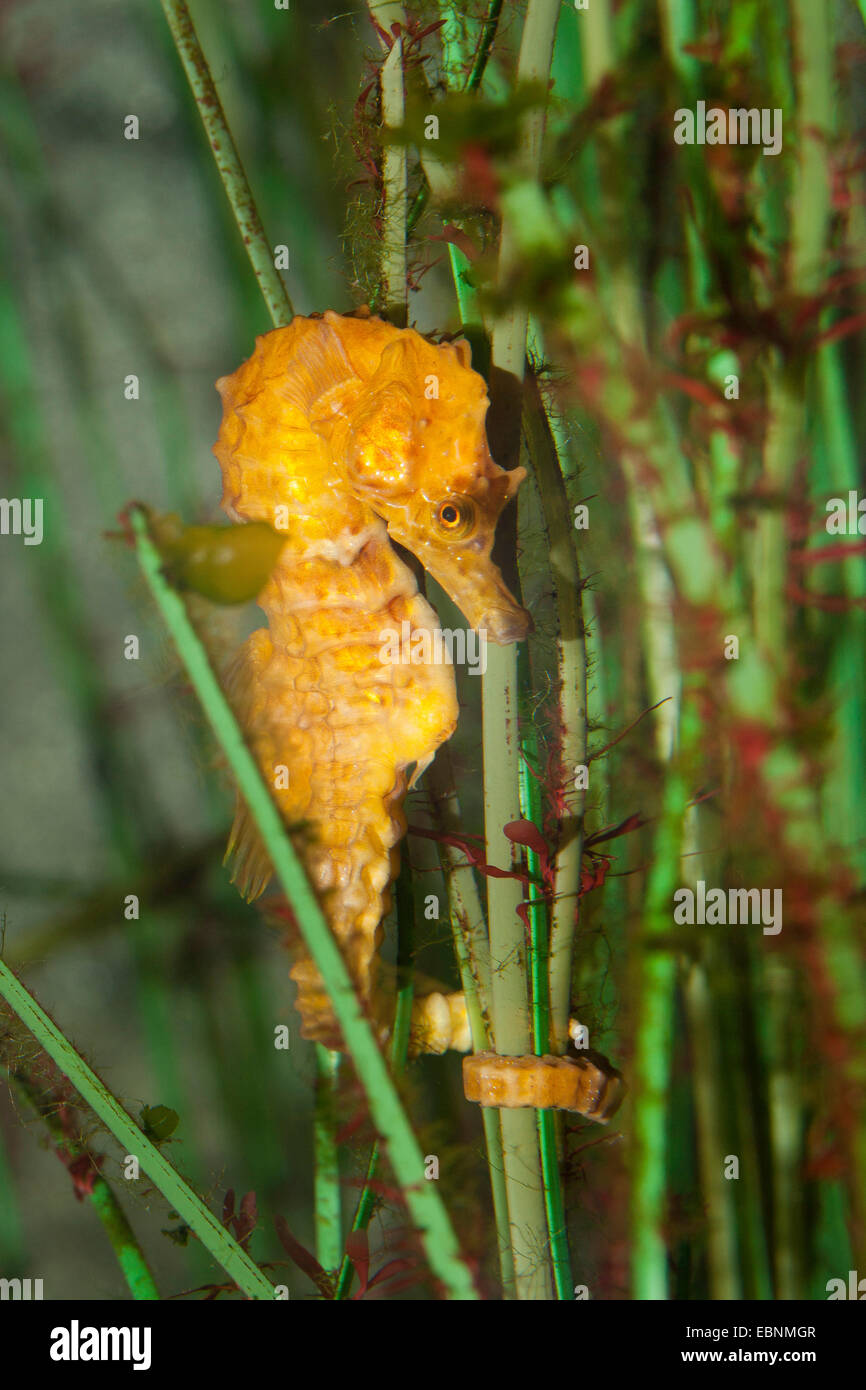 Short-snouted seahorse, Short snouted seahorse (Hippocampus hippocampus), holding on a water plant Stock Photo