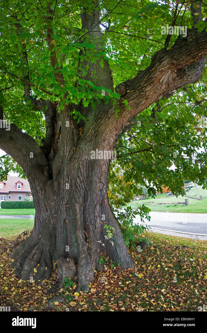 basswood, linden, lime tree (Tilia spec.), 350 years old lime tree, Teich-Linde in Herstelle in North Rhine-Westphalia, Germany, North Rhine-Westphalia, Herstelle Stock Photo