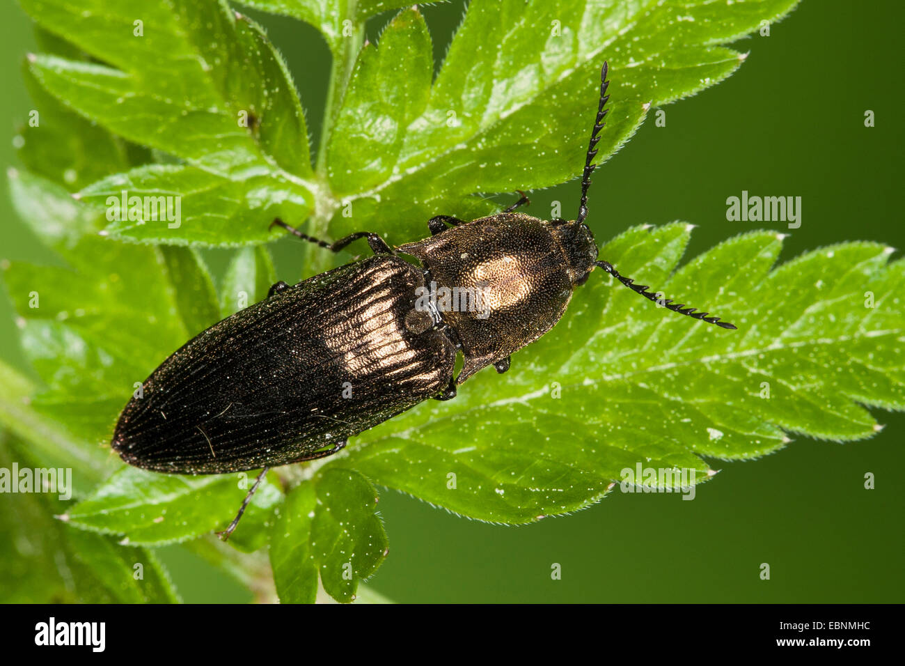 Metallic click beetle (Ctenicera pectinicornis), on a leaf, Germany Stock Photo