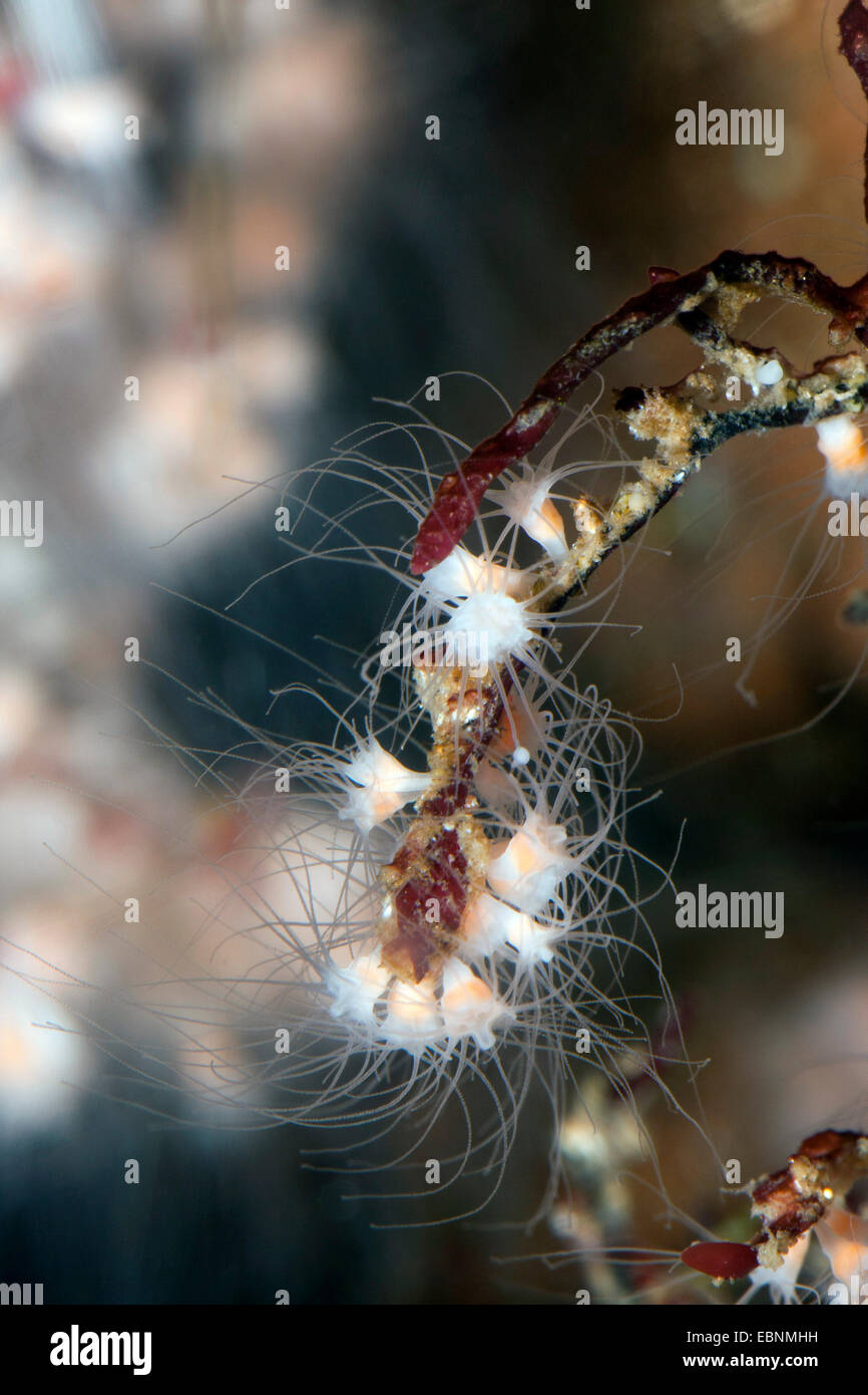 moon jelly, common jellyfish (Aurelia aurita), polyp stadium; Scyphistoma Stock Photo