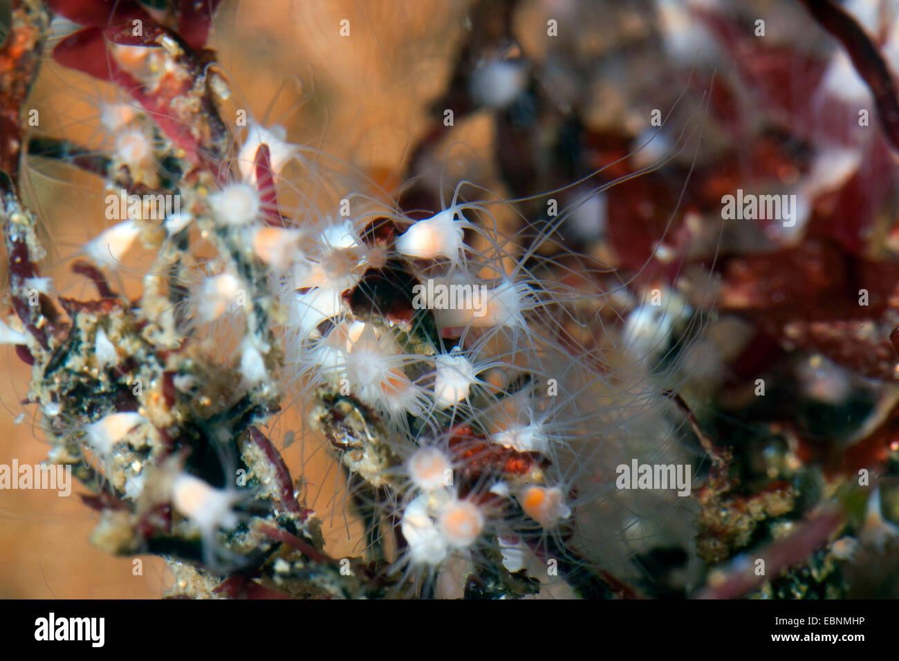 moon jelly, common jellyfish (Aurelia aurita), polyp stadium, Scyphistoma Stock Photo