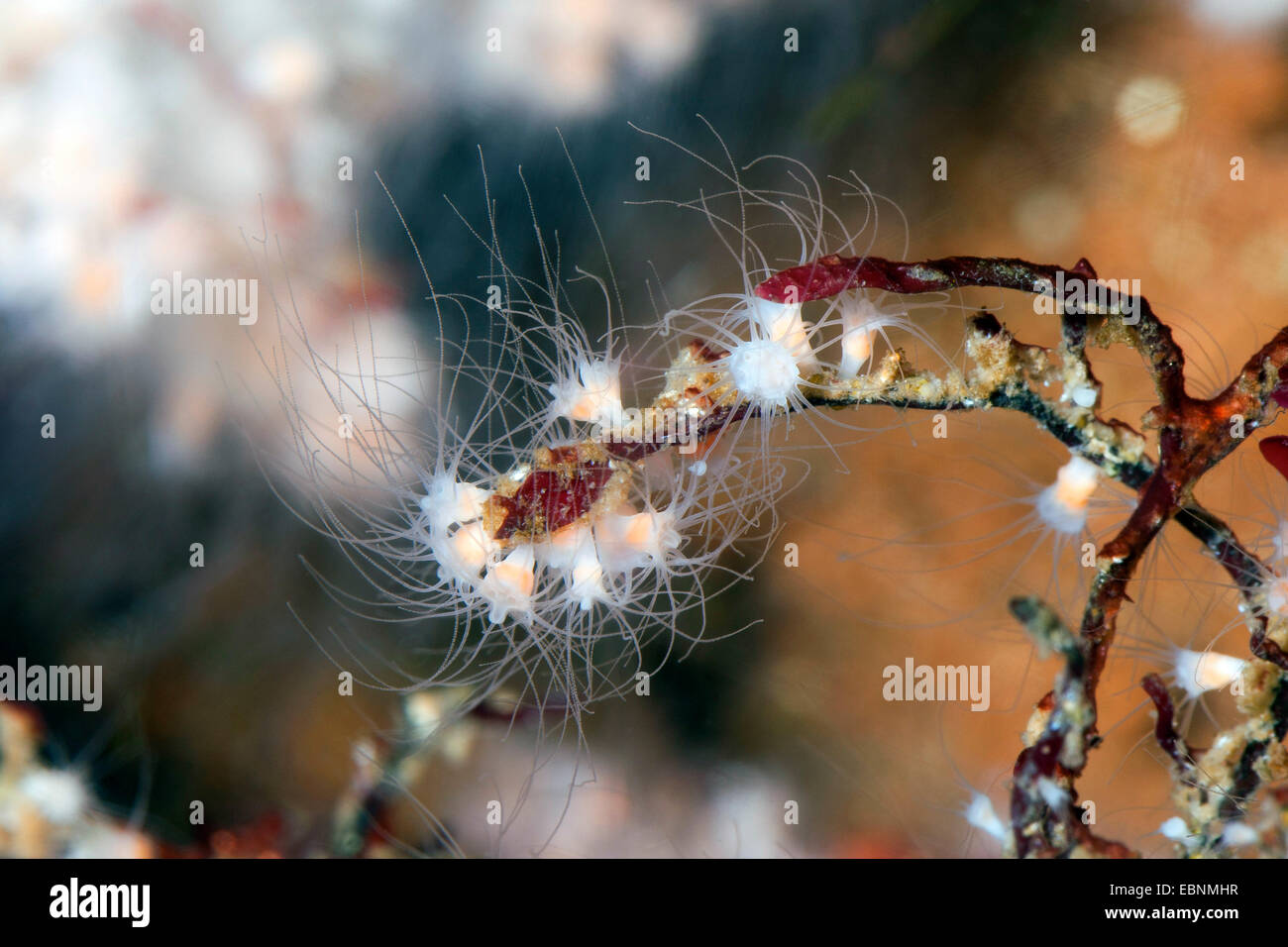 moon jelly, common jellyfish (Aurelia aurita), polyp stadium Stock Photo